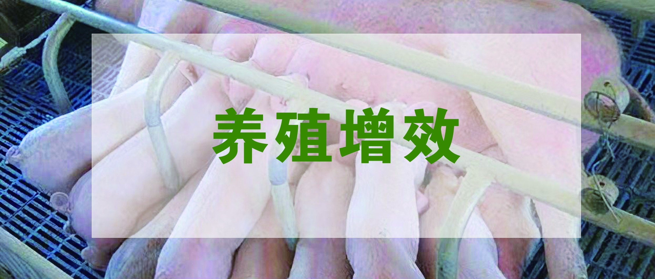 國家生豬產(chǎn)業(yè)技術(shù)體系發(fā)布：生豬養(yǎng)殖提質(zhì)增效降本技術(shù)指導意見