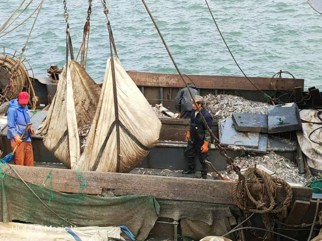 源頭直采，品質保證：中原邦農董事親赴漁港，源頭把控魚粉品質，助力飼料品質升級！